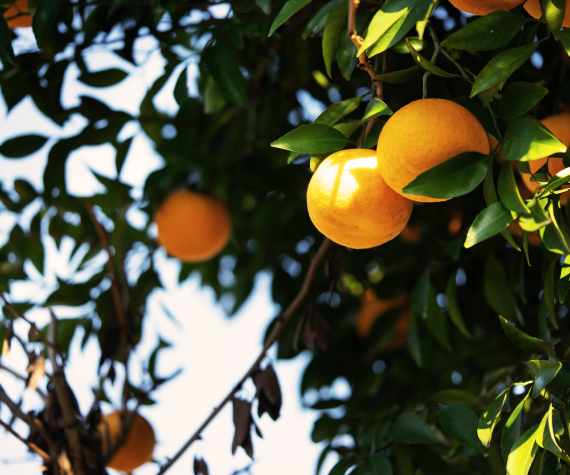 ミカンの木