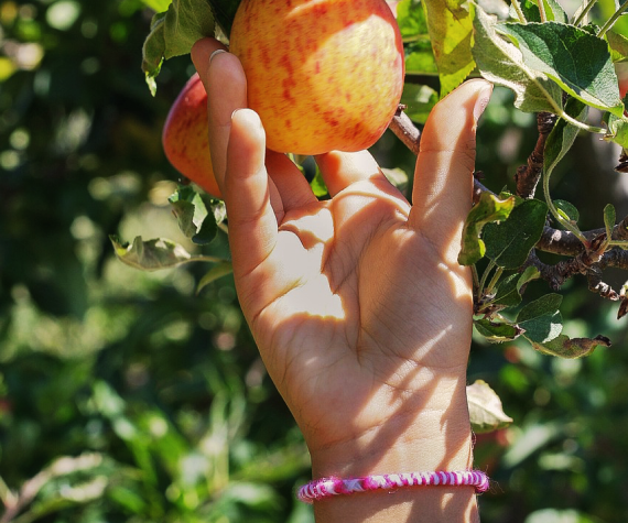 木になっているリンゴに手を伸ばしている