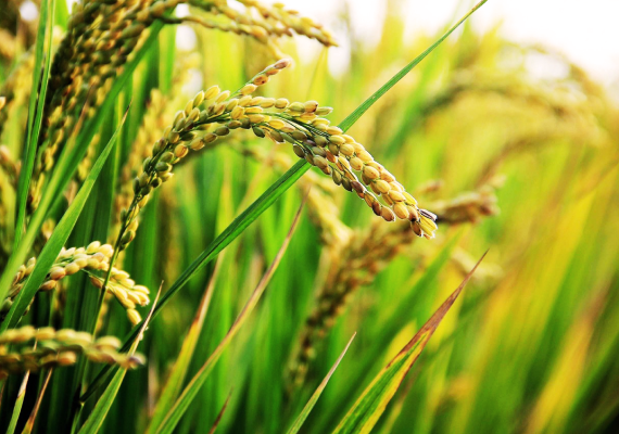 ひなた町の田んぼの稲穂