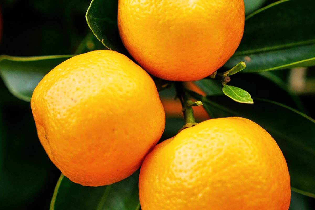 ミカンの木