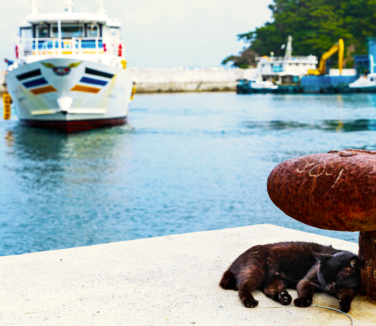 海辺にいる猫と船